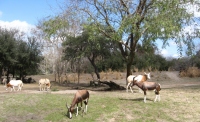 Filename=wdw_2011_animal_kingdom_kilimanjaro_safari_long_horned_eland.jpg
Filesize=945KB
Dimensions=1067x654
Date added=Jan 28, 2011 wdw_2011_animal_kingdom_kilimanjaro_safari_long_horned_eland.jpg