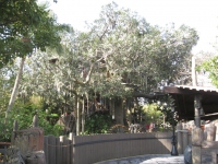 Filename=wdw_2011_magic_kingdom_adventureland_swiss_familly_tree_house.jpg
Filesize=869KB
Dimensions=965x724
Date added=Mar 21, 2011 wdw_2011_magic_kingdom_adventureland_swiss_familly_tree_house.jpg