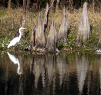 Filename=white-heron-mangrove-knees.jpg
Filesize=196KB
Dimensions=960x908
Date added=Feb 17, 2008 white-heron-mangrove-knees.jpg