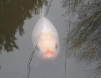 Filename=white_fish_orange_moustache.jpg
Filesize=426KB
Dimensions=949x735
Date added=Nov 08, 2010 white_fish_orange_moustache.jpg