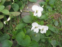 Filename=white_fragrant_flowers.jpg
Filesize=555KB
Dimensions=900x675
Date added=May 05, 2010 white_fragrant_flowers.jpg