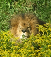 Filename=wild-lion.jpg
Filesize=186KB
Dimensions=950x1040
Date added=Apr 26, 2010 wild-lion.jpg