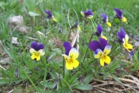 Filename=yellow_blue_pensies.jpg
Filesize=556KB
Dimensions=900x605
Date added=May 05, 2010 yellow_blue_pensies.jpg