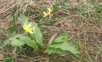Filename=yellow_flower.jpg
Filesize=709KB
Dimensions=900x549
Date added=May 03, 2010 yellow_flower.jpg