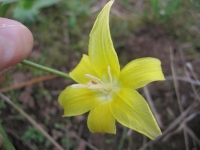 Filename=yellow_flower_closeup.jpg
Filesize=440KB
Dimensions=900x675
Date added=May 05, 2010 yellow_flower_closeup.jpg