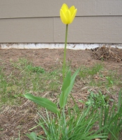Filename=yellow_tulip.jpg
Filesize=586KB
Dimensions=675x770
Date added=May 03, 2010 yellow_tulip.jpg