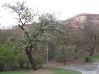 Filename=A_Tree_in_Botic_Park.jpg
Filesize=608KB
Dimensions=1200x900
Date added=Jun 27, 2013 A_Tree_in_Botic_Park.jpg