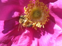 Filename=Bee_in_Rose.jpg
Filesize=297KB
Dimensions=1200x900
Date added=Jun 27, 2013 Bee_in_Rose.jpg
