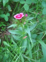 Filename=Dianthus_Sweet_William.jpg
Filesize=310KB
Dimensions=900x1200
Date added=Jun 27, 2013 Dianthus_Sweet_William.jpg