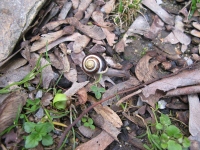 Filename=Prague_Snail.jpg
Filesize=530KB
Dimensions=1200x900
Date added=Jun 27, 2013 Prague_Snail.jpg
