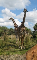 Filename=ak_kilimanjaro_giraffes.jpg
Filesize=416KB
Dimensions=761x1200
Date added=Dec 01, 2013 ak_kilimanjaro_giraffes.jpg