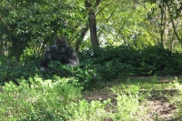 Filename=ak_kilimanjaro_gorilla.jpg
Filesize=782KB
Dimensions=1344x900
Date added=Dec 01, 2013 ak_kilimanjaro_gorilla.jpg
