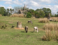 Filename=ak_kilimanjaro_safari.jpg
Filesize=547KB
Dimensions=1144x900
Date added=Dec 01, 2013 ak_kilimanjaro_safari.jpg