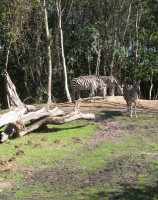 Filename=ak_kilimanjaro_zebras.jpg
Filesize=867KB
Dimensions=949x1200
Date added=Dec 01, 2013 ak_kilimanjaro_zebras.jpg