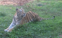 Filename=ak_tiger.jpg
Filesize=759KB
Dimensions=1455x900
Date added=Dec 01, 2013 ak_tiger.jpg