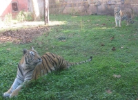 Filename=ak_tigers.jpg
Filesize=683KB
Dimensions=1246x900
Date added=Dec 01, 2013 ak_tigers.jpg