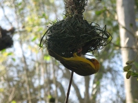 Filename=ak_yellow_bird.jpg
Filesize=305KB
Dimensions=1200x900
Date added=Dec 01, 2013 ak_yellow_bird.jpg
